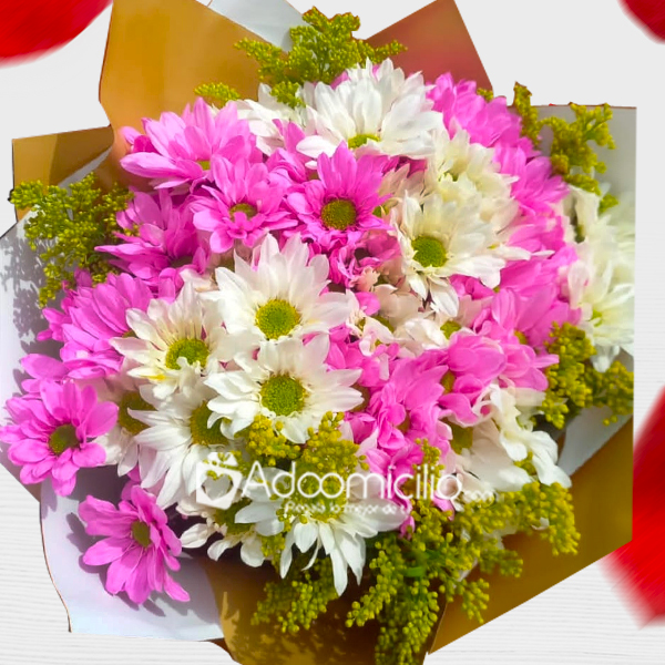 Bouquet De Margaritas Para Amor Y Amistad A Domicilio En Cali 